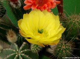 Echinocereus subinermis v. ochoterenea